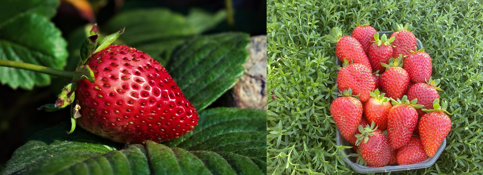 fresas